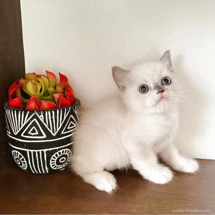 ID:2505-01414の子猫