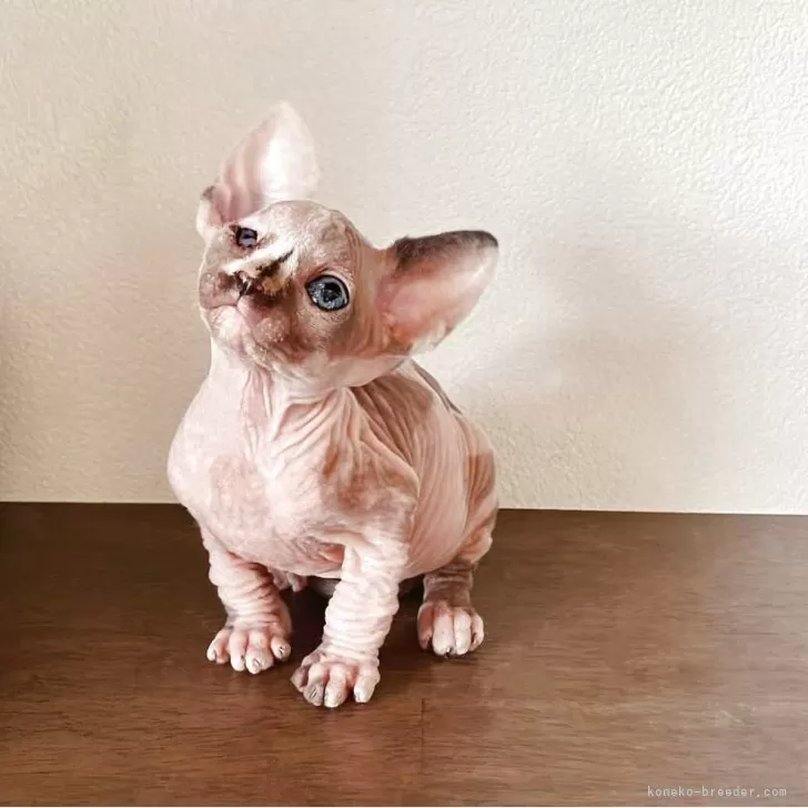 ID:2505-01287の子猫