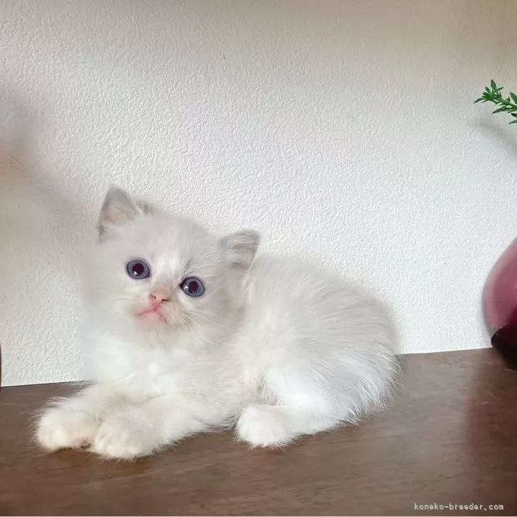 ラグドール【埼玉県・男の子・2025年5月10日・ブルーポイントバイカラー】の写真1