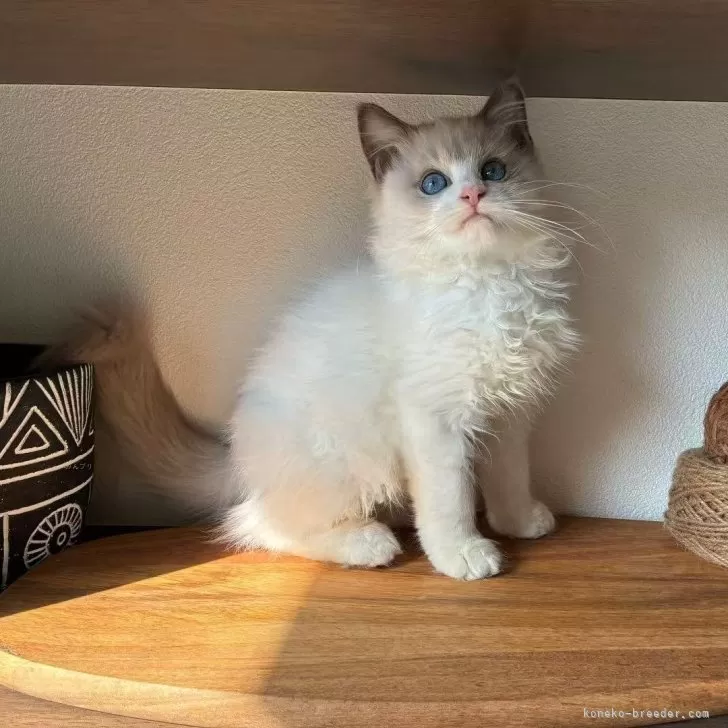 ラグドール【埼玉県・男の子・2025年8月8日・ブルーポイントバイカラー】の写真1