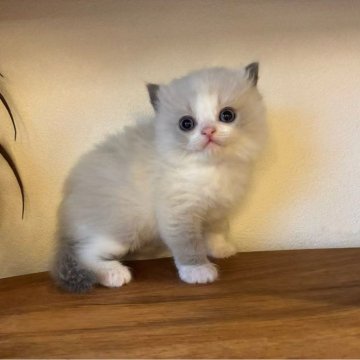 ラグドール【埼玉県・男の子・2025年10月24日・ブルーポイントバイカラー（フワフワな長い毛）】の写真「元気でよく遊ぶお坊ちゃん」