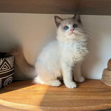 ラグドール【埼玉県・男の子・2025年8月8日・ブルーポイントバイカラー（フワフワな長い毛）】の写真「元気でよく遊ぶお坊ちゃん」