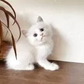 ラグドール【埼玉県・男の子・2025年5月10日・ブルーポイントバイカラー】の写真4