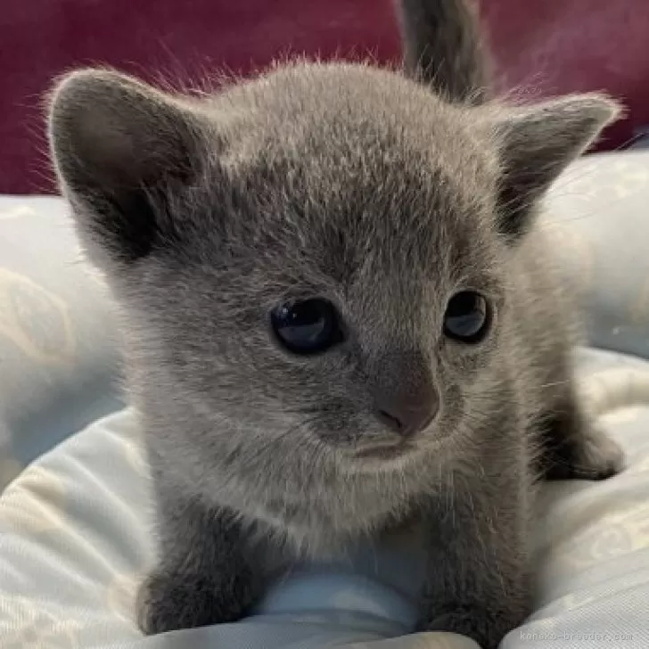 ID:2403-01162の子猫