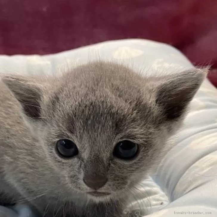 ID：2403-01163の子猫