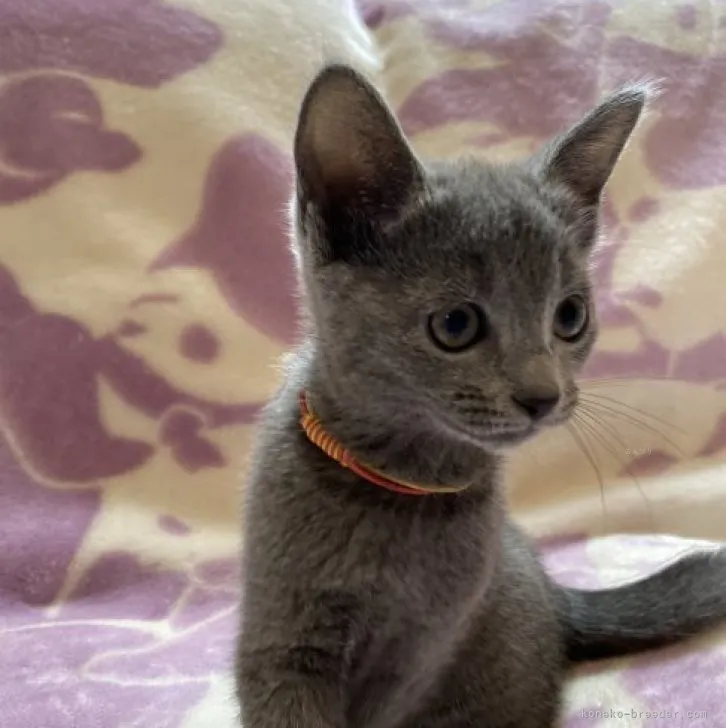 ID：2310-00203の子猫