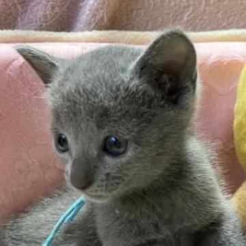 ロシアンブルー【栃木県・男の子・2022年7月20日・ブルー（ダブルコートで、ふわふわな毛並）】の写真「ママ大好き、食いしん坊、甘えんぼの男の子です。」
