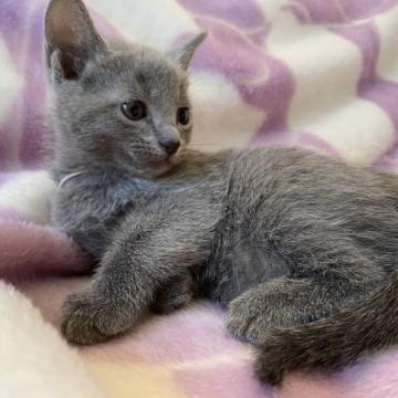 ロシアンブルー【栃木県・男の子・2022年10月28日・ブルー（ダブルコートで、ふわふわな毛並）】の写真「ママ大好き、甘えんぼの男の子です。」