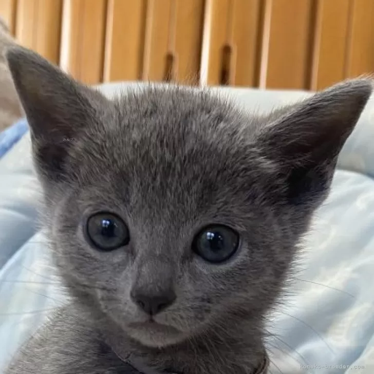 ID：2502-01989の子猫