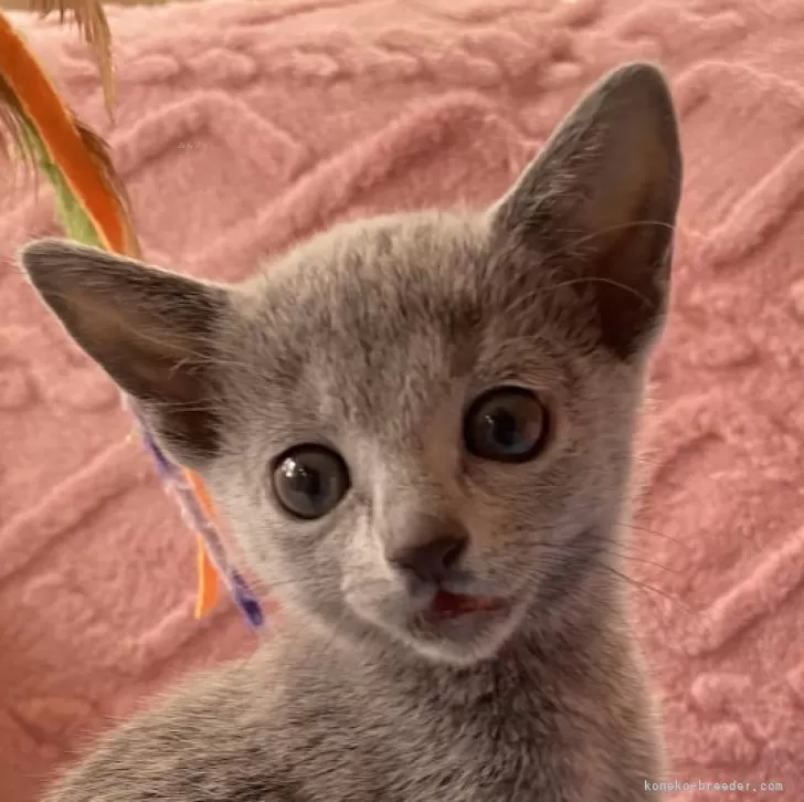 K.T 様のお迎えした子猫