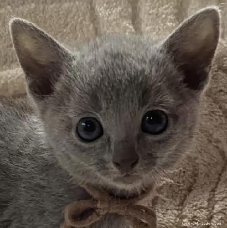 ryo 様のお迎えした子猫