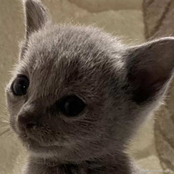 なかむら 様のお迎えした子猫