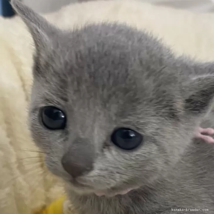 ID:2504-01538の子猫