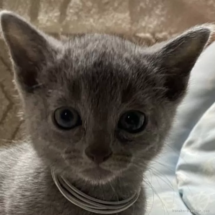 ID:2502-01987の子猫
