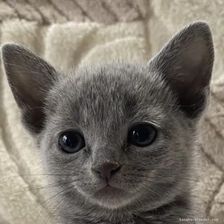 Y.T 様のお迎えした子猫