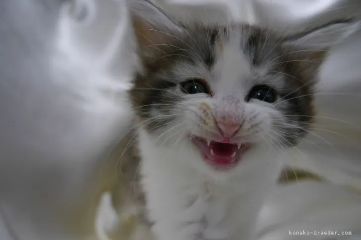 ID：1611-00146の子猫