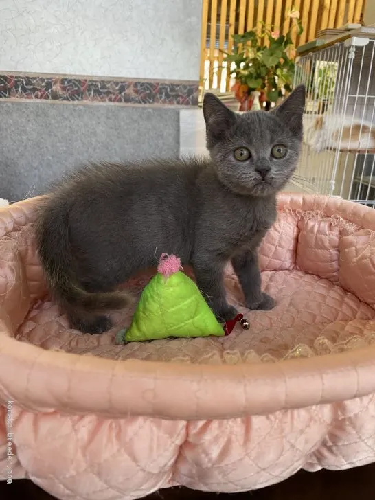 ID：2009-01112の子猫