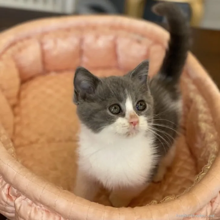 ID:2308-00517の子猫