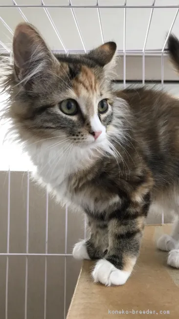 ID:1805-00043の子猫