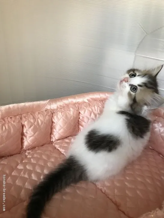 ID：2002-00492の子猫