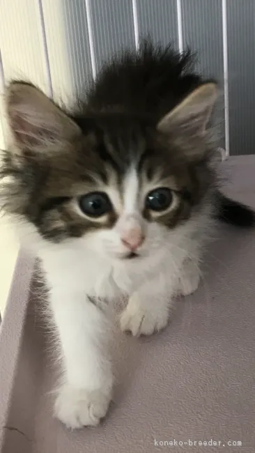 ID：1805-00040の子猫