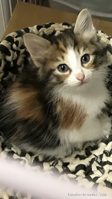 ID：1805-00044の子猫