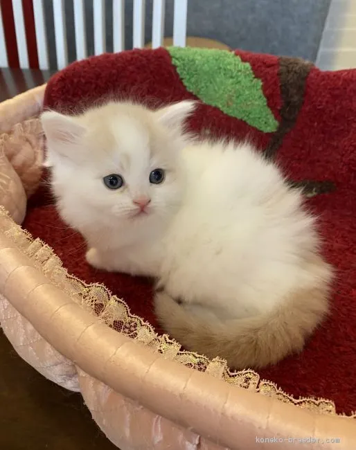 ID：2101-00462の子猫