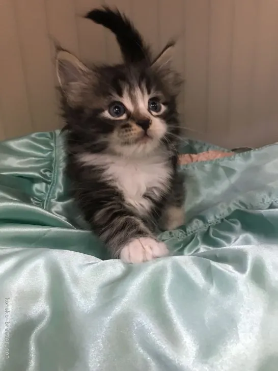 ID：2002-01488の子猫