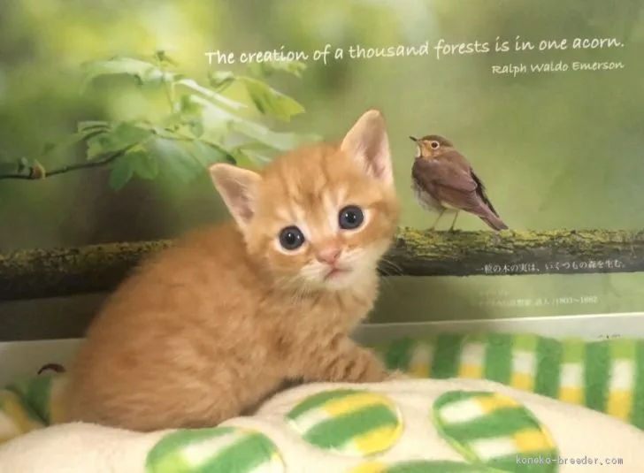 ID：2005-01061の子猫