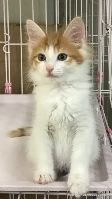 ID：1805-00045の子猫