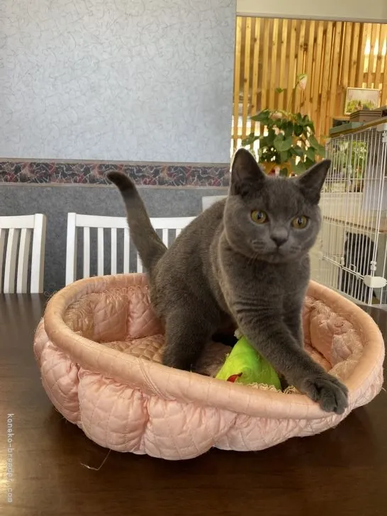 ID：2109-01539の子猫