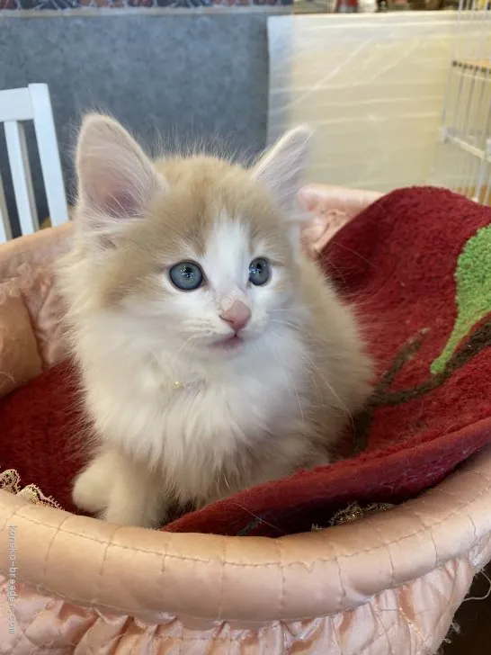 ID：2012-01438の子猫