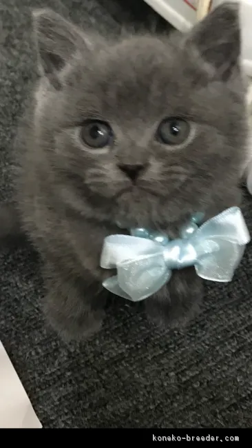 ID：1803-01147の子猫