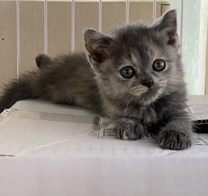 ID：2105-00176の子猫