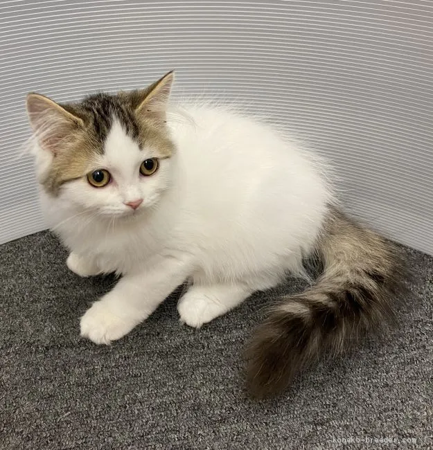 ID:2009-00656の子猫