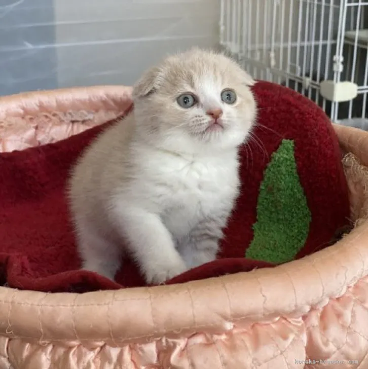 ID：2306-00469の子猫