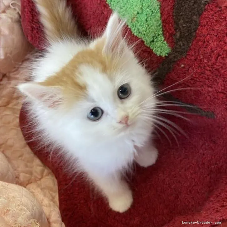 ID：2211-01003の子猫