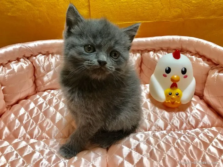 ID:1701-00160の子猫