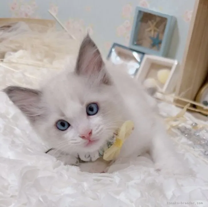 ID:2308-00644の子猫
