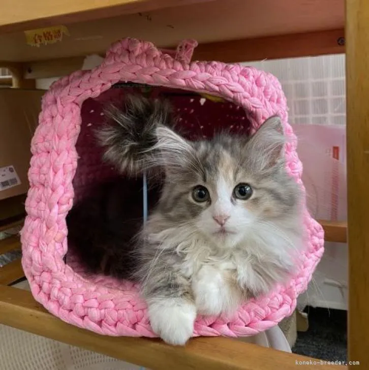 ID:2208-00507の子猫