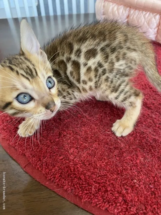 ID:2106-00088の子猫