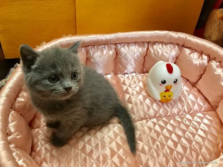 ID:1701-00163の子猫