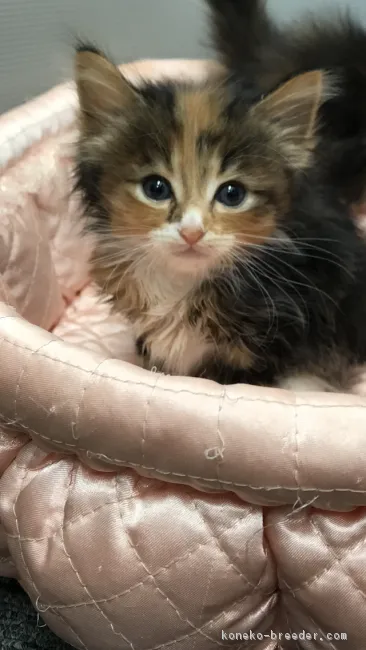 ID：1902-00362の子猫