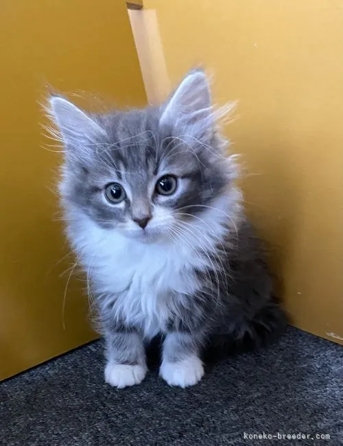 ID:2201-00157の子猫
