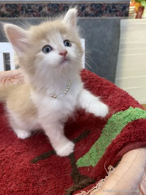 よしお 様のお迎えした子猫