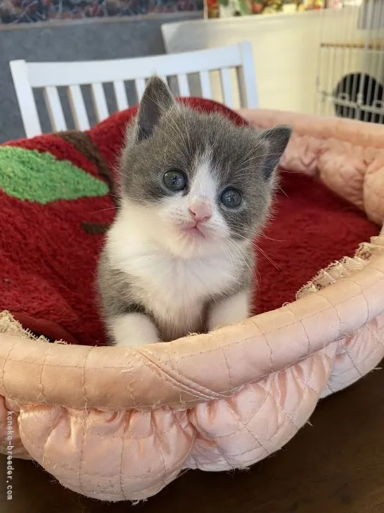 ID：2204-02090の子猫