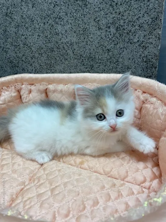 ID：2104-00095の子猫