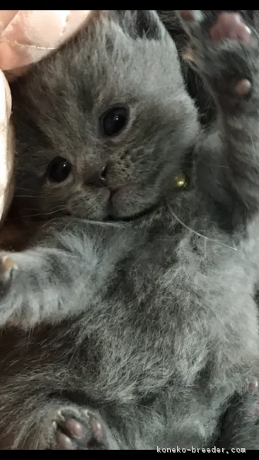 ID：1803-01143の子猫