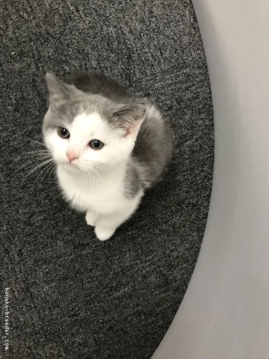 ID:1704-00041の子猫
