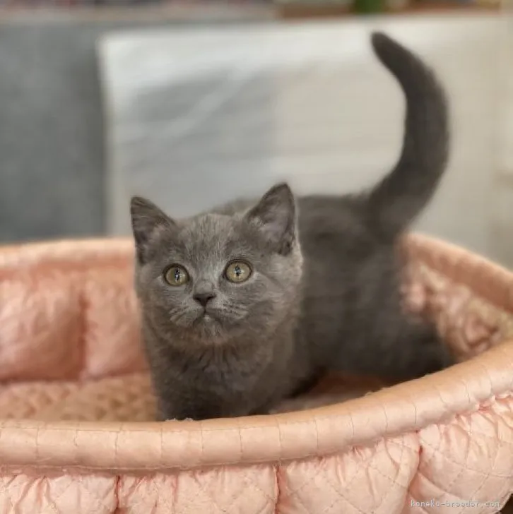 ID:2307-00635の子猫